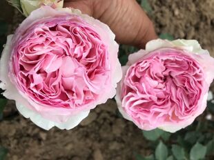 铃兰家 | 伊芙少女心(乙女心)日本新品月季 强香包对版四季开