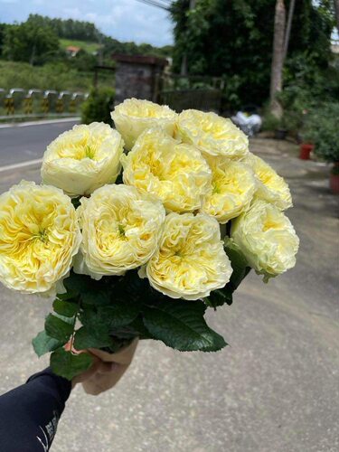索尔兹伯里山Solsbury hill德国超新品月季花苗盆栽植物多季节开