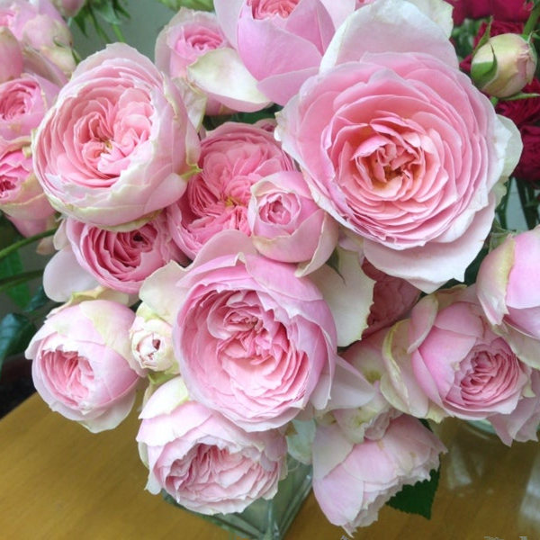 春光spring日本多头月季盆栽