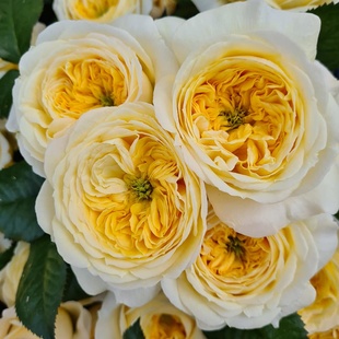 铃兰家 | 信仰 Persuasion 2026德国月季花苗多季节开花灌木盆栽