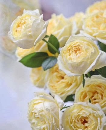 铃兰家 | 金伊芙伯爵 灌木盆栽花苗浓香盆栽玫瑰花园花卉阳台植物