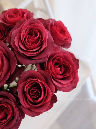 恩多拉厄瓜多尔玫瑰月季花苗