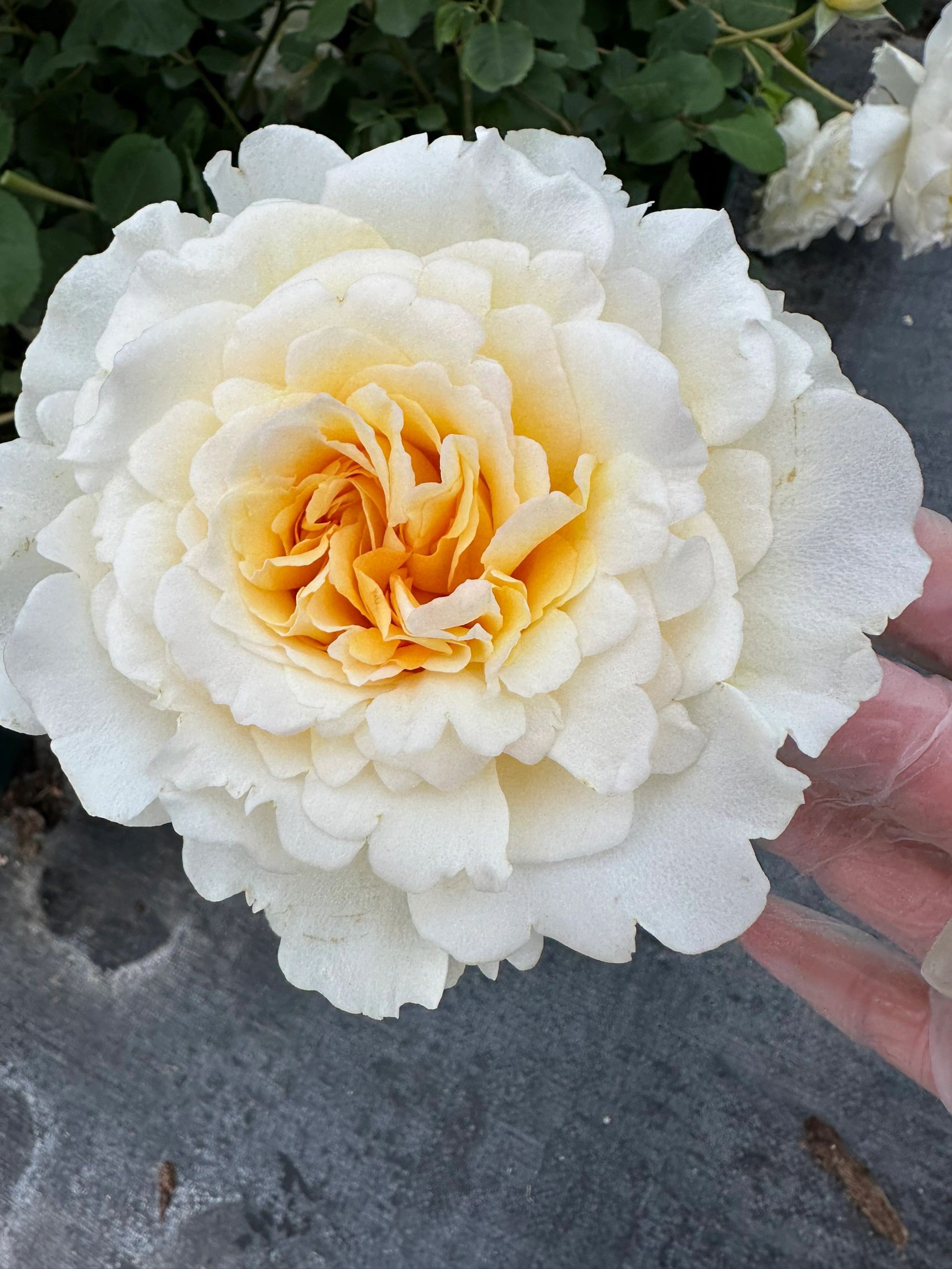 流心酥新品月季花苗盆栽植物