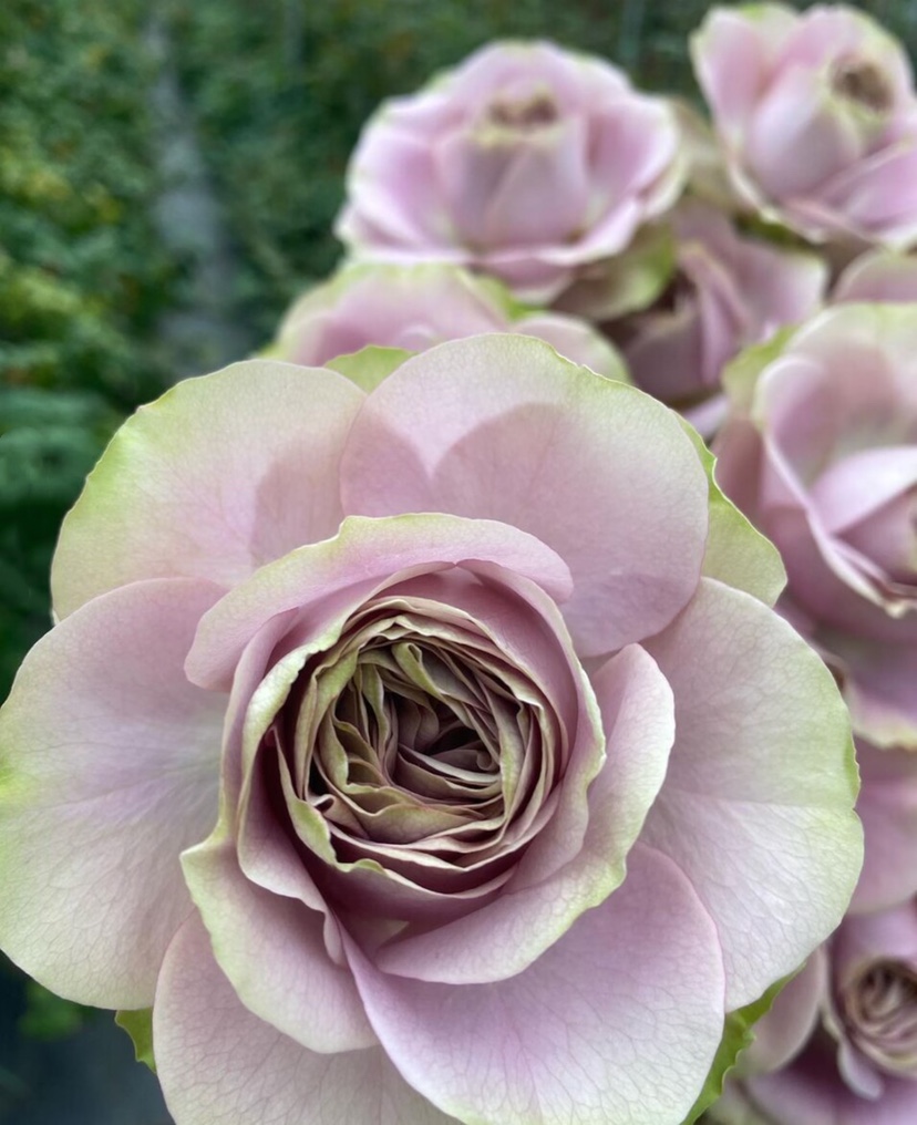 常伴身侧日本2022超新品玫瑰花苗