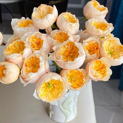 金色珊瑚心Goldenvuvuzela月季