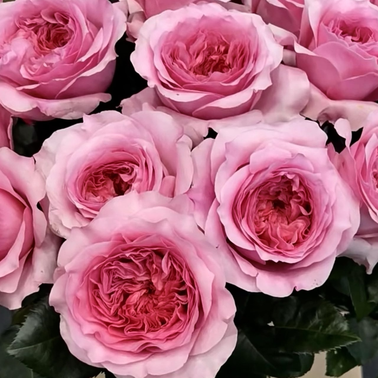 米莉森特milicent奥斯汀月季花苗