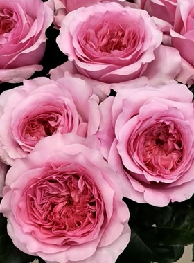 铃兰家 | 米莉森特 millicent2025超新品英国奥斯汀月季花苗浓香