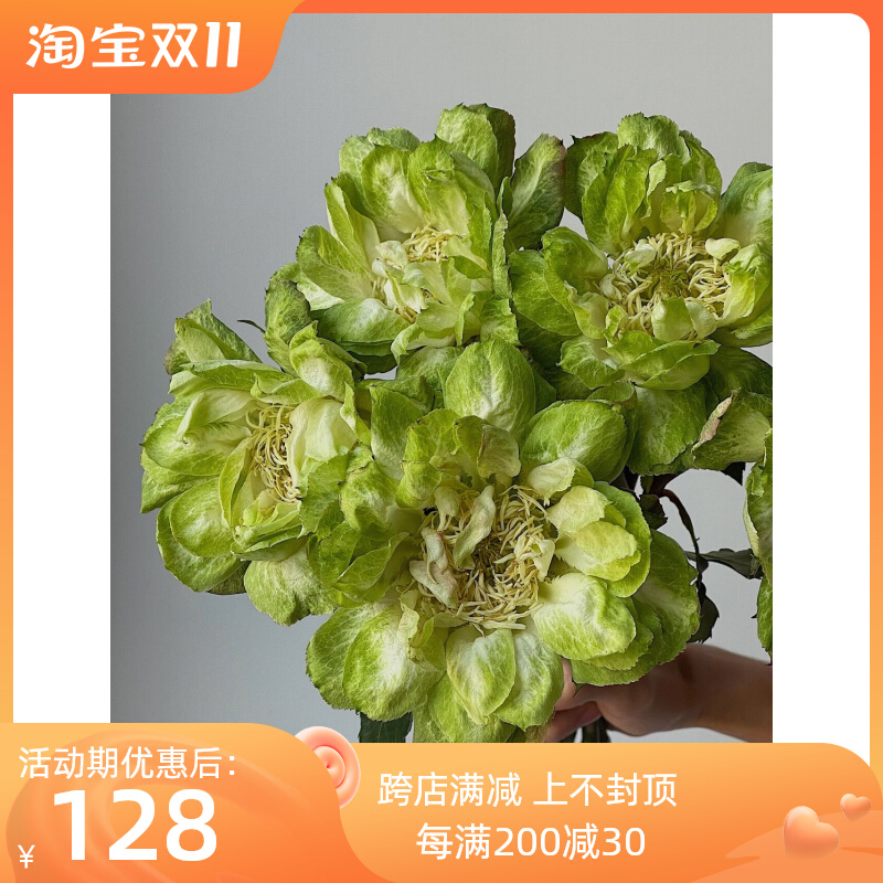 铃兰家  青草地 超新品月季厄瓜多尔切花玫瑰花苗绿色大花盆栽