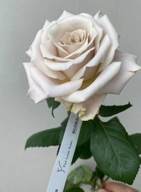 铃兰家 | 曼塔 超新品切花复古灰色调玫瑰花苗盆栽月季花卉强香