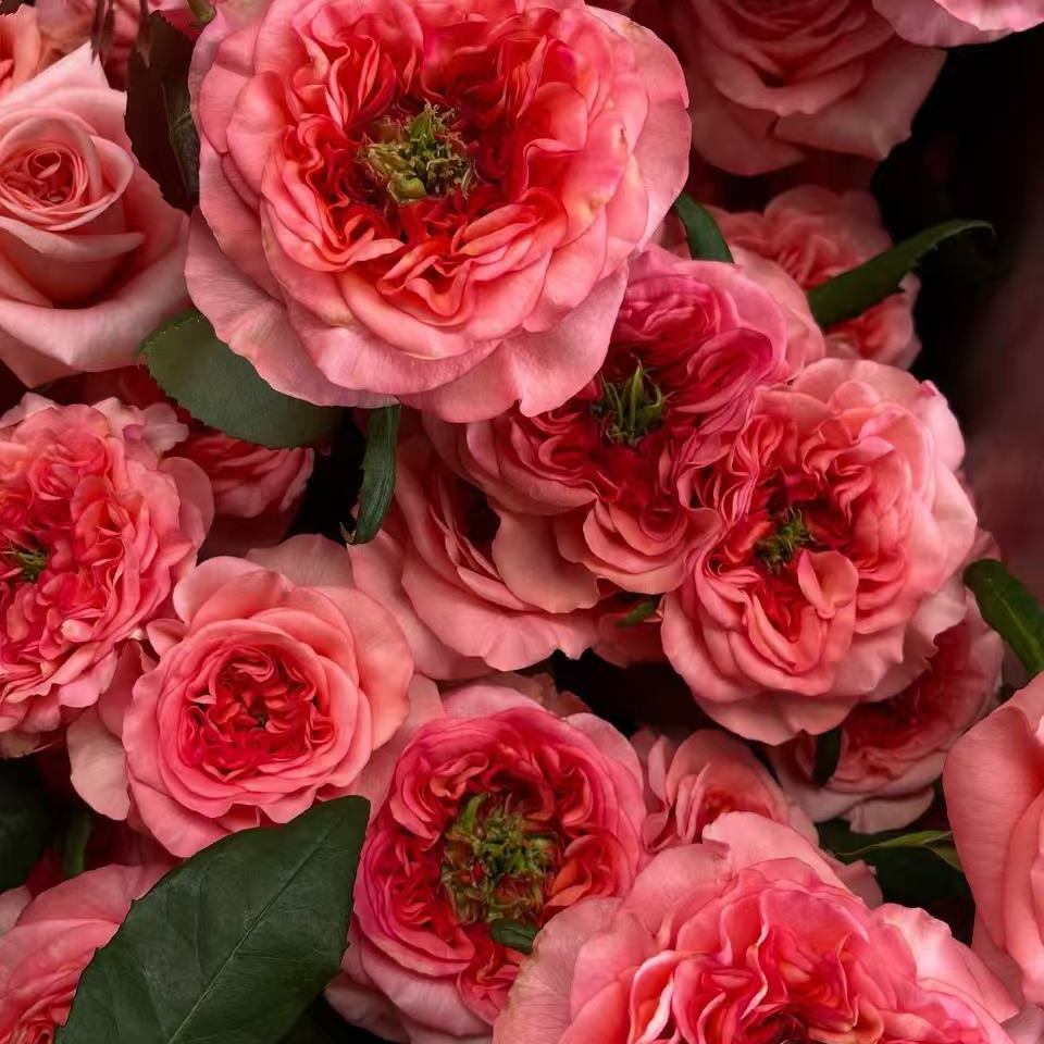 新设计Newdesign月季花苗