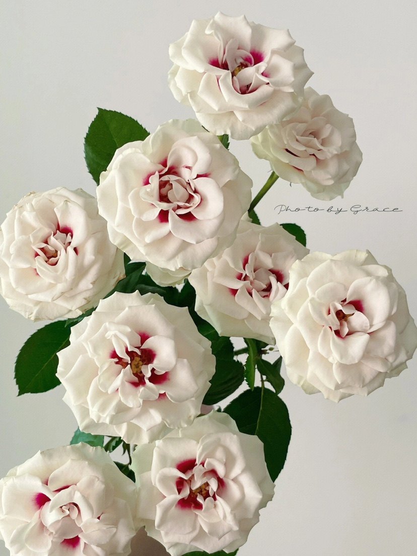 铃兰家 |  桥边之约 Bridgeside荷兰超新品花园玫瑰花苗盆栽浓香,鲜花速递/花卉仿真/绿植园艺,月季/蔷薇/玫瑰,淘宝优惠券,粉丝福利购,淘宝优惠卷