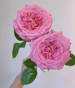 哥伦比亚花苗盆栽灌木大花多季 Ashley月季 节开花 艾希莉 铃兰家