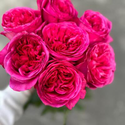 火热印象HotX-pression花苗