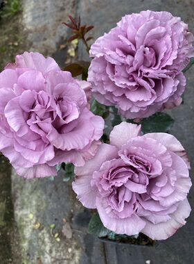 铃兰家 |  暮光  2021新品紫色花园玫瑰花苗盆栽阳台月季切花花卉