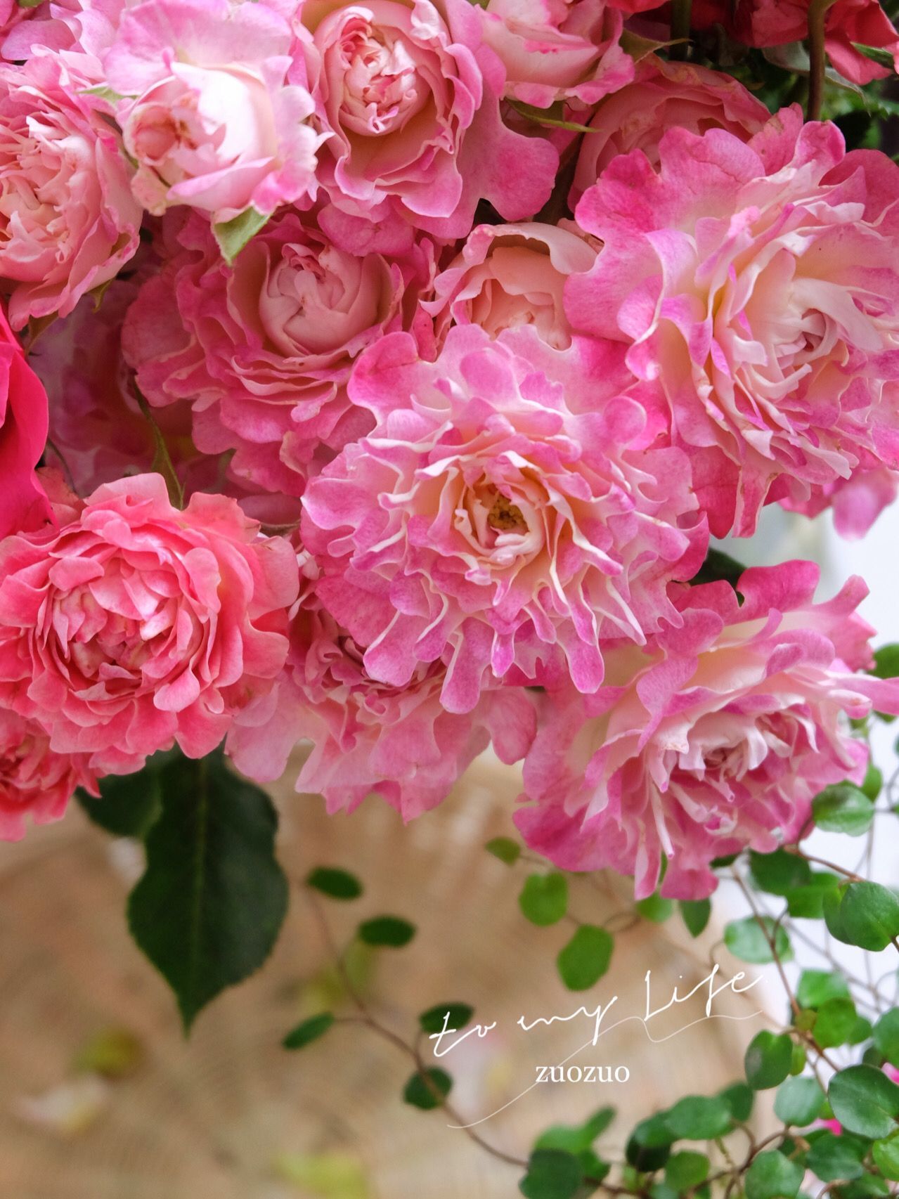 铃兰家 | 梦幻海葵 超新品海葵系列月季花苗多花阳台花卉盆栽植物