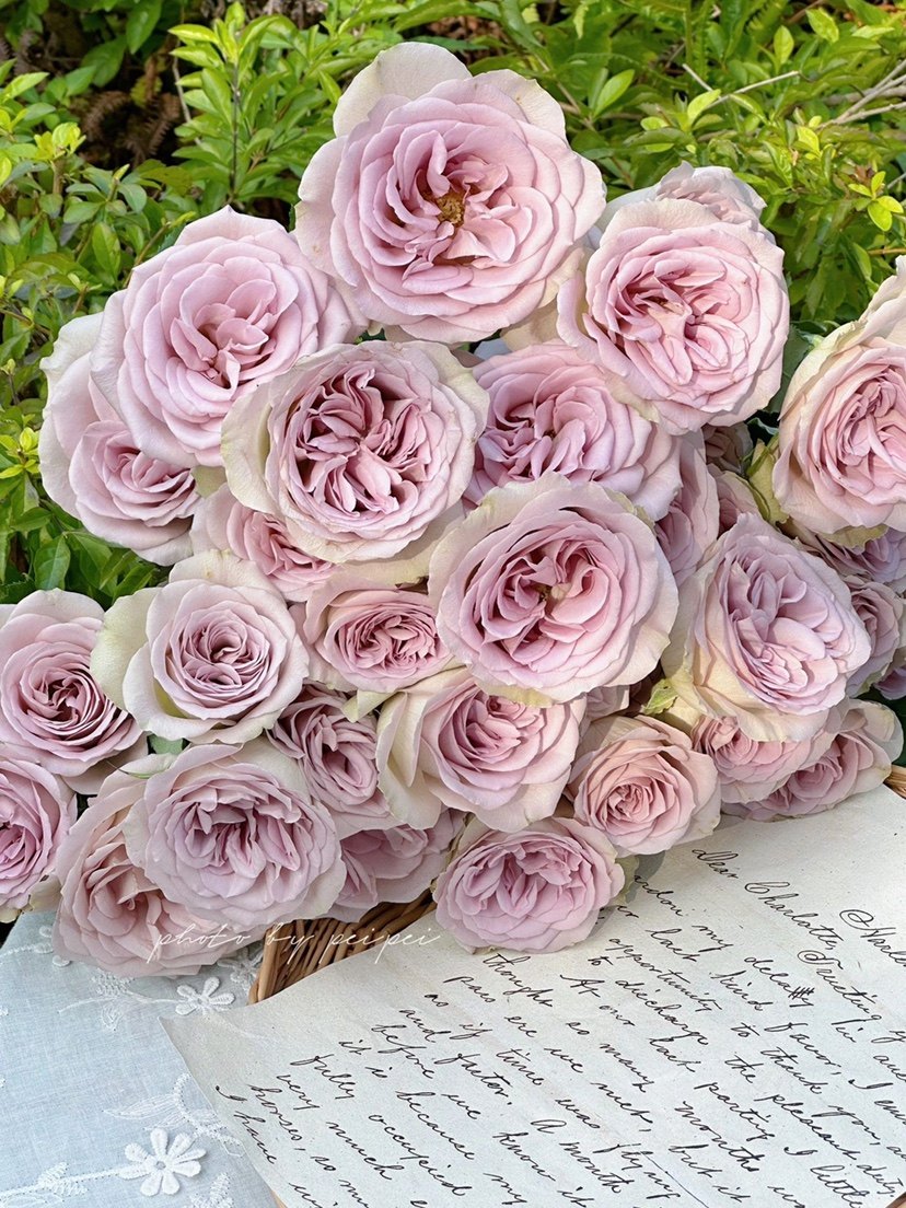 巴黎圣母院NotreDame月季花苗