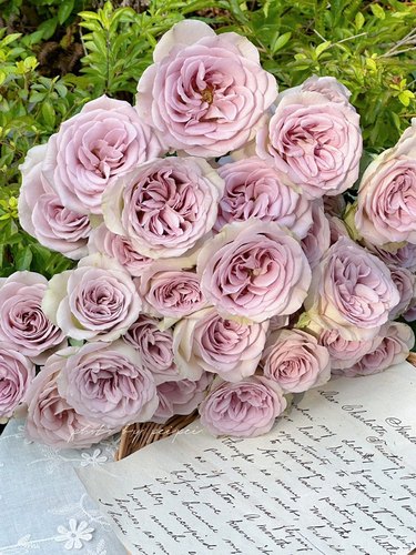 巴黎圣母院NotreDame月季花苗