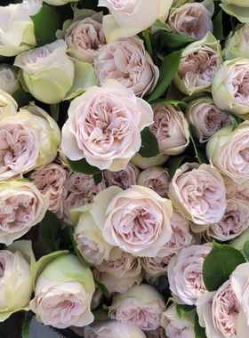 铃兰家 |  灰色阴影 德国花园超新品玫瑰月季苗切花花卉植物灌木