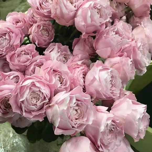 铃兰家 四花 日本月季大花切花粉色玫瑰花苗灌木多季节盆栽