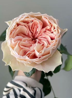 铃兰家 | 完美 Tip top 荷兰月季花苗2025超新品大花奥斯汀花型