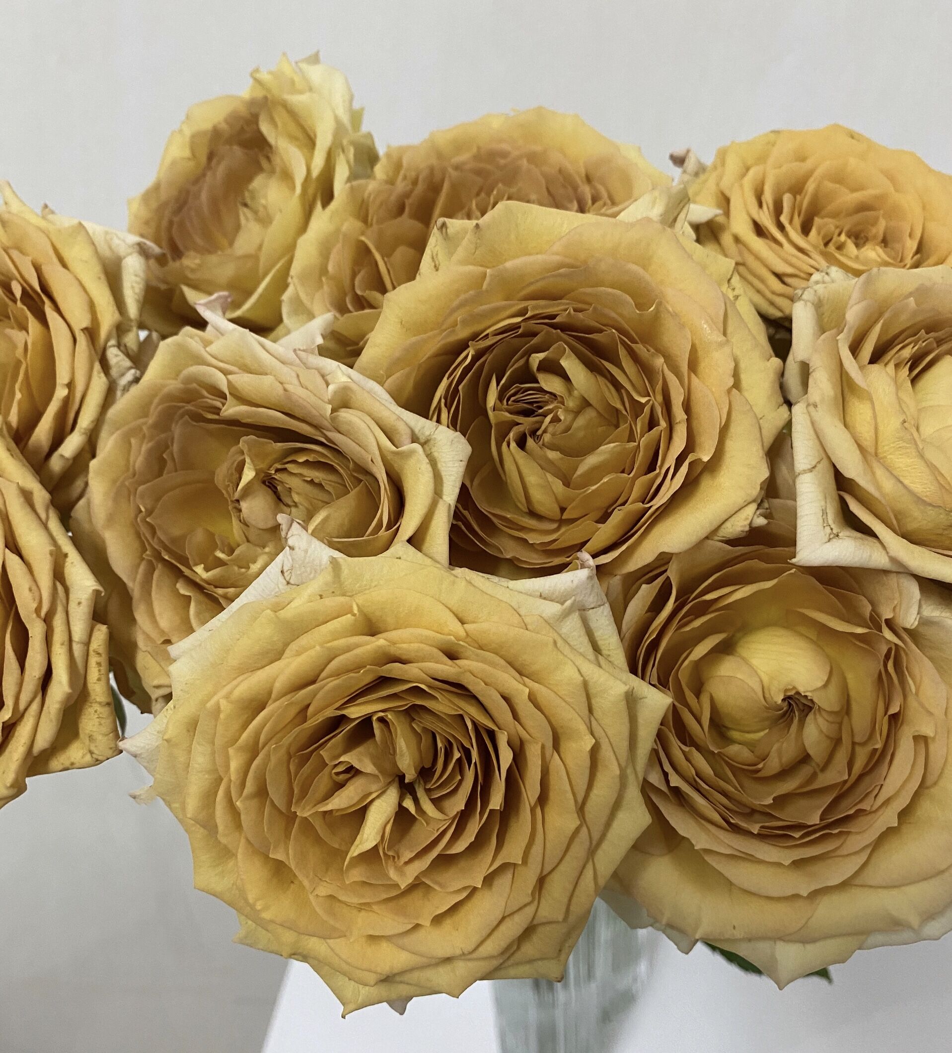 破坏王荷兰盆栽阳台玫瑰花苗新品