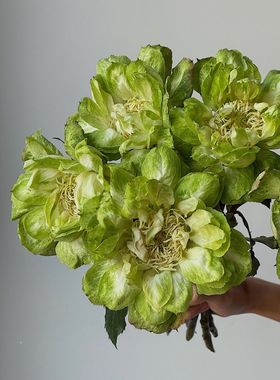 铃兰家 | 青草地 超新品月季厄瓜多尔切花玫瑰花苗绿色大花盆栽