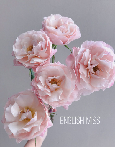英国小姐盆栽月季玫瑰花苗新品