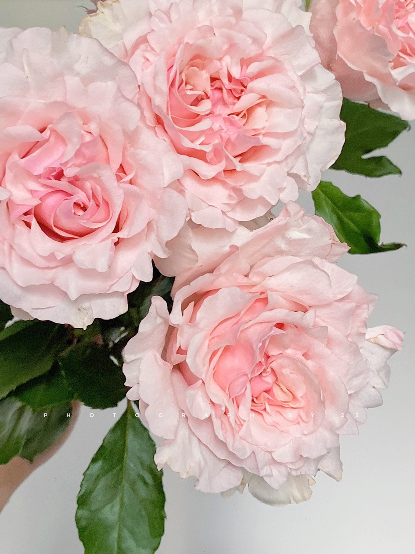 铃兰玫瑰花苗盆栽阳台灌木