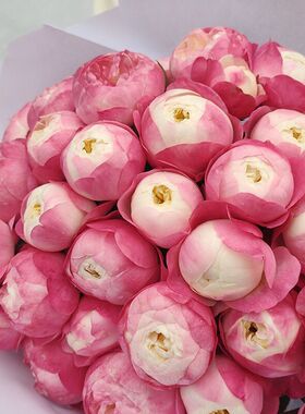 铃兰家 | 和室  大花浓香日本新品灌木四季开阳台盆栽月季四季开