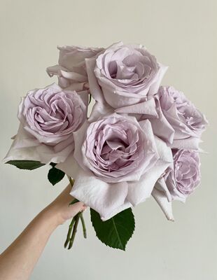 紫色布蒂秋超新品切花