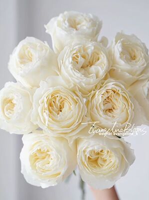 酷玩coldplay厄瓜多尔月季花苗