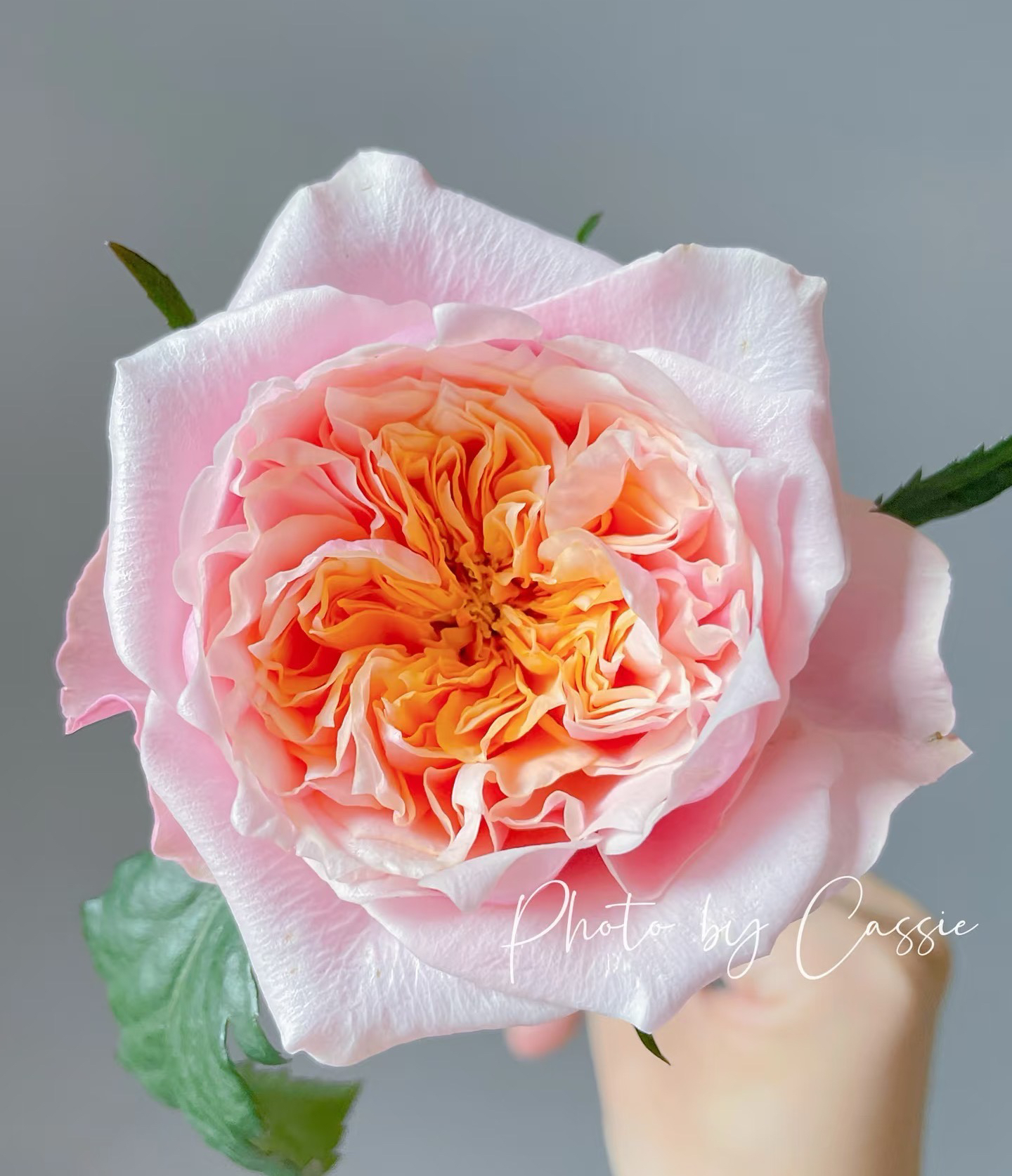 铃兰又叫玫瑰花苗新品