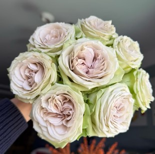 温莎城堡 花苗超新品 Windsor 荷兰2025月季 欧月 Castle 铃兰家