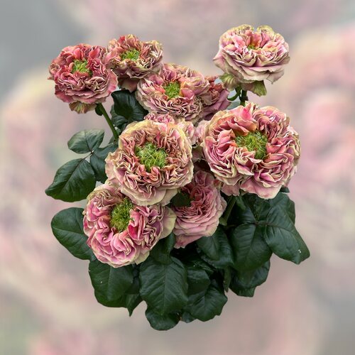 守护神ElPatron月季花苗盆栽