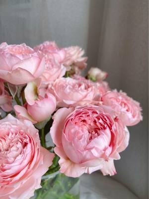 铃兰家 | 朱莉塔  超新品多头花园玫瑰花苗盆栽阳台月季花卉