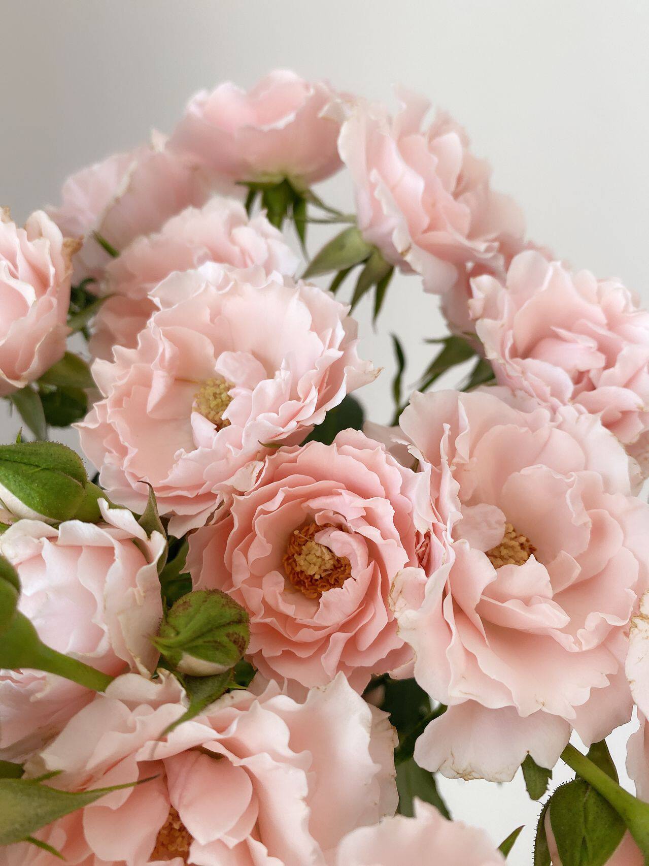 铃兰家 粉玛祖里卡超新品多头切花玫瑰花苗盆栽阳台月季花卉 铃兰家 粉玛祖里卡超新品多头切花玫瑰花苗盆栽阳台月季花卉