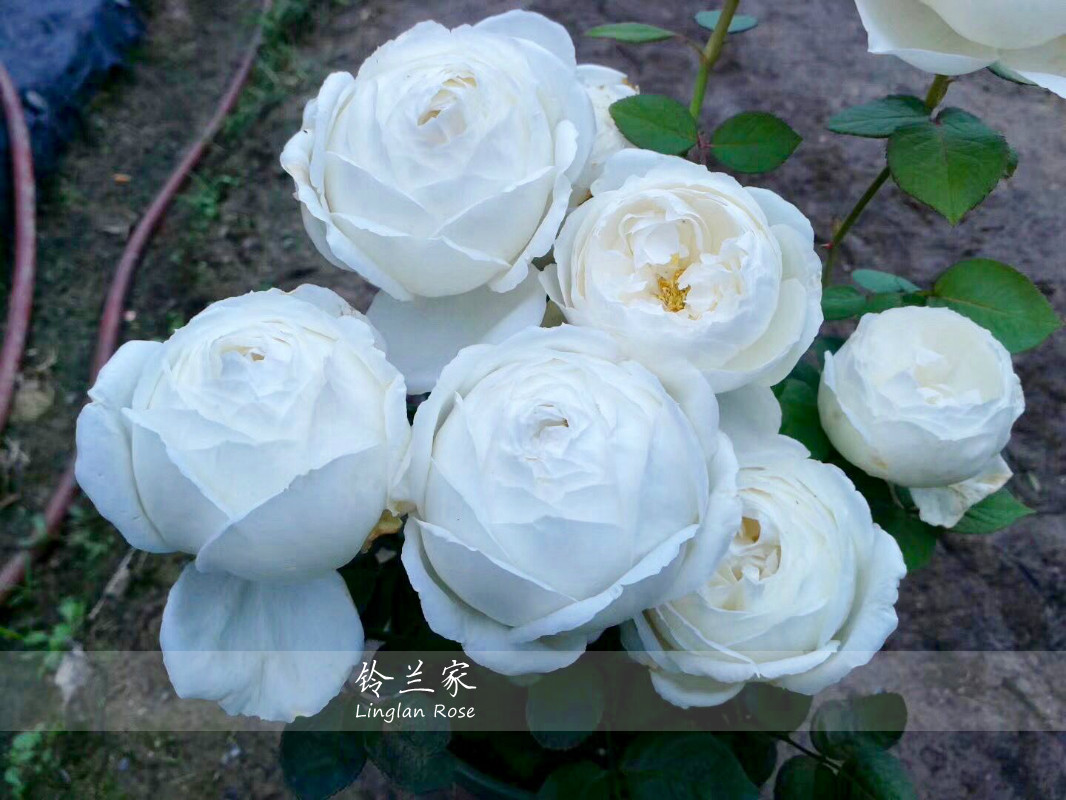 铃兰家 | 伊芙婚礼之路   纯白色包子 切花浓香月季推荐四季开