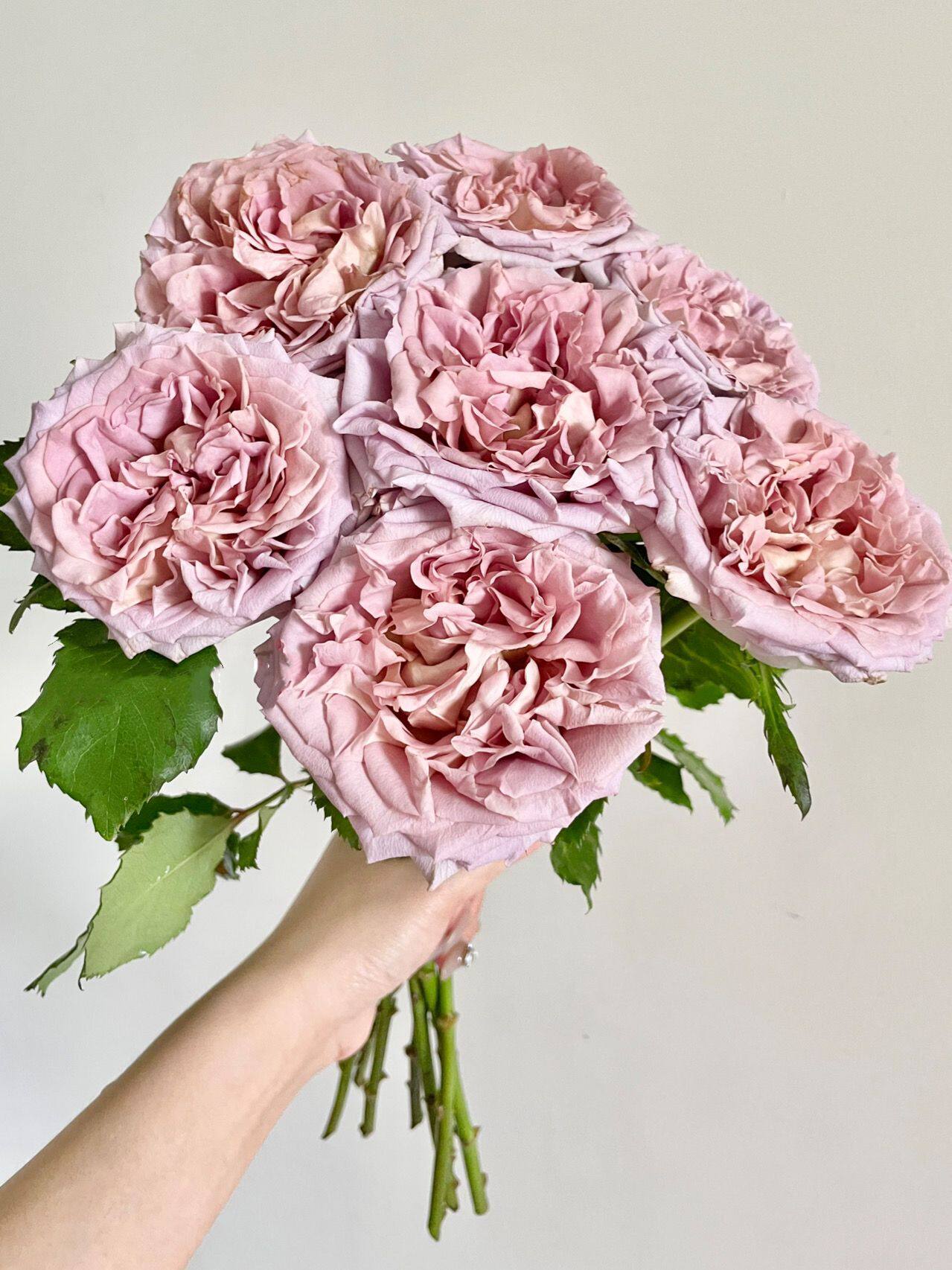 铃兰家 | 新紫 荷兰vip2022月季玫瑰花苗 new sp 玫瑰灌木大苗