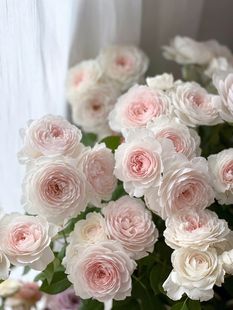 铃兰家| 克里斯蒂娜公爵夫人 又叫尘世天使德国浓香丰花月季灌木