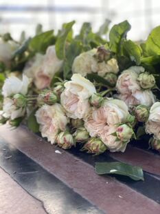 铃兰家 | 维多利亚夏天 2023荷兰花园超新品玫瑰月季苗花卉灌木