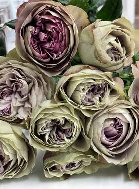 铃兰家 | 不能没有你 日本2022超新品玫瑰月季花苗又叫非你莫属