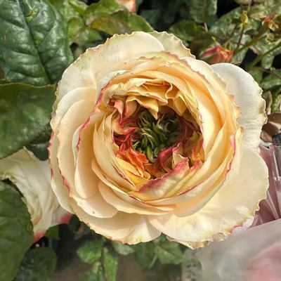 胭脂印象Blushxpression月季苗