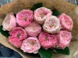 铃兰家 |  诺桑觉寺 Northanger abbey荷兰月季玫瑰苗盆栽花卉