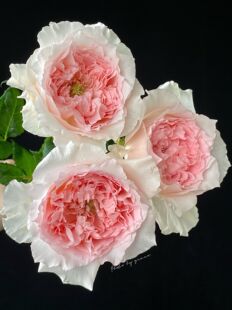 铃兰家 | 涌流 FLOW日本月季超新玫瑰花苗1加仑小苗强香包对版