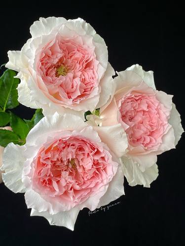 涌流FLOW日本月季超新玫瑰花苗