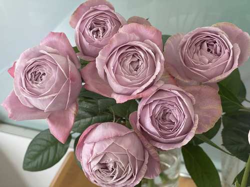 淡紫色棉花糖日本超新品切花苗