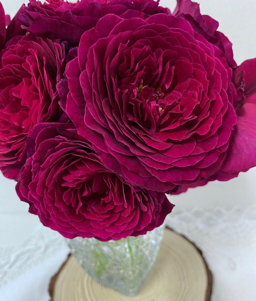 铃兰家 | 降魔 红鸾星日本超新品灌木玫瑰花苗盆栽阳台月季强香