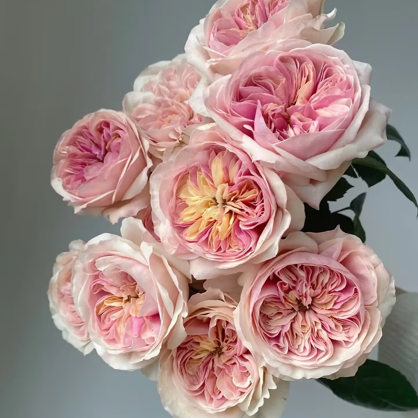 春野心事月季花苗盆栽灌木植物