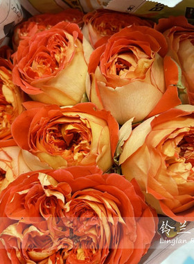 铃兰家 | 橙子 日本2022月季超新品橙色切花玫瑰花苗大花盆栽灌木