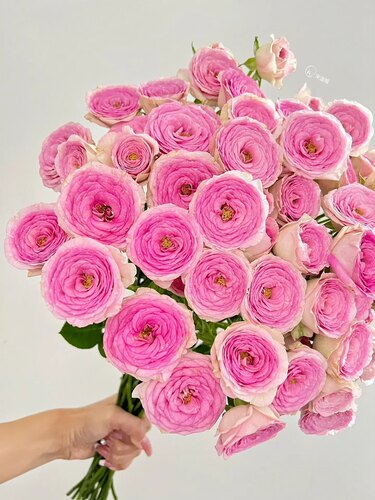 查科仙子日本多头切花月季花苗